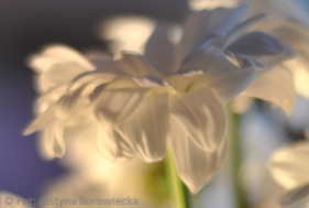 Biały kwiat - Fot; Justyna Borowiecka. Kopiowanie zabronione!